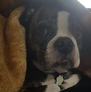 Meet your Posher, Bobby